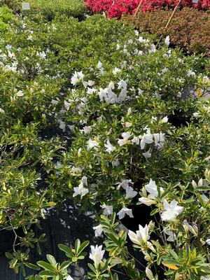 Azalea-Rhododendron Southern Indica hybrid G.G. Gerbing (Mrs.)