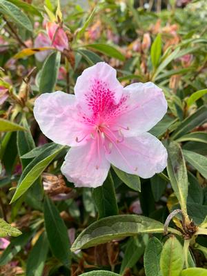Azalea-Rhododendron Southern Indica hybrid George Taber