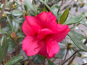 Azalea-Rhododendron Girard hybrid Girards Rose