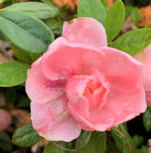 Azalea-Rhododendron Robin Hill hybrid Nancy Of Robin Hill