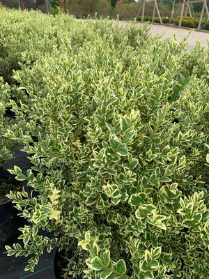 Buxus sempervirens Variegated