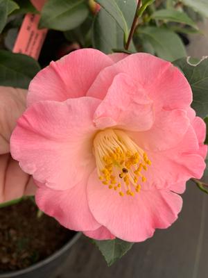 Camellia japonica Cold Hardy April Remembered