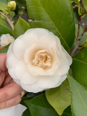 Camellia japonica Victory White