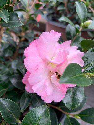 Camellia sasanqua October Magic® Orchid™ (Pp20465) 