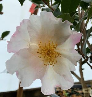 Camellia sasanqua Daydream