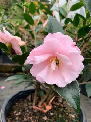 Camellia sasanqua Jean May