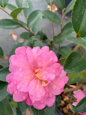 Camellia sasanqua Pink Snow