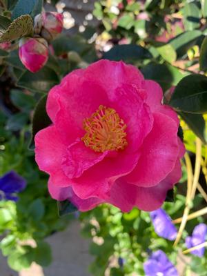 Camellia sasanqua Shi Shi Gashira