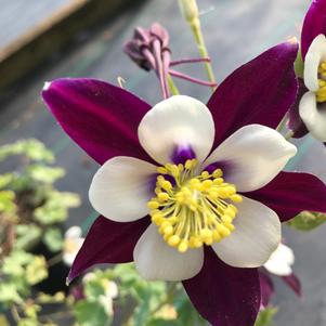 Aquilegia vulgaris Winky Purple-White