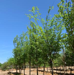 Zelkova serrata Green Vase