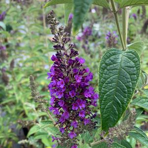 Buddleia davidii Guinevere