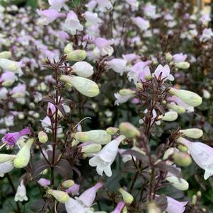 Penstemon digitalis Blackbeard