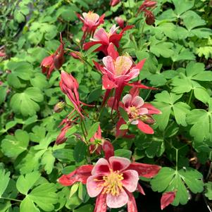 Aquilegia vulgaris Origami Red and White